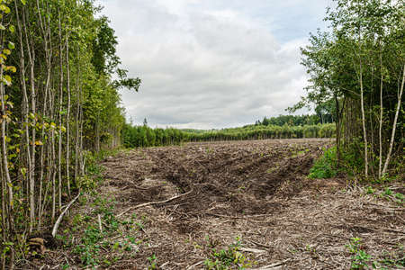 Forest land after cutting and removal of timber. Summer cloudy day. Nature landscape backgroundの写真素材