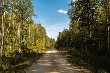 Rural sandy road in the autumn forest. The trees on the roadside are illuminated by bright sunlight. The shady side of the forest. Autumn landscape early fall on a clear sunny dayの写真素材