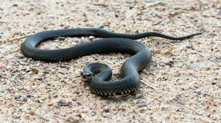 Grass snake in the sand in an attacking position. Wildlife reptile close up. Selective focusの写真素材