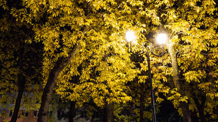 Old style street lamp with two bright lamps against a background of trees with yellow foliage. Night scene in city autumn parkの写真素材