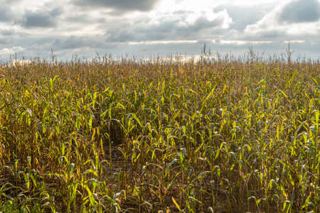 A dying cornfield. Autumn day with bright sunlight and blue sky with clouds. Nature background