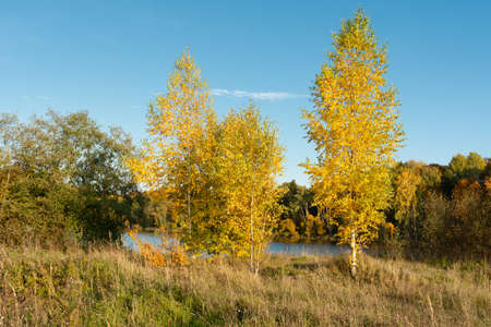 Colorful yellow orange birch trees on the river bank. Scenic autumn landscape with clear blue skies...
