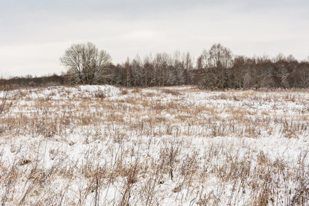 A field with dry grass is covered with the first snow. Cloudy day in late autumn. Nature landscape backgroundの写真素材