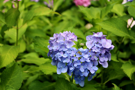 Hydrangea heartの写真素材
