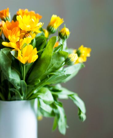 yellow flowers with green leavesの写真素材