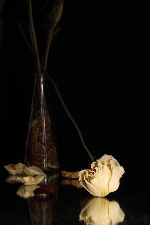 white rose flower upside down in darkの写真素材