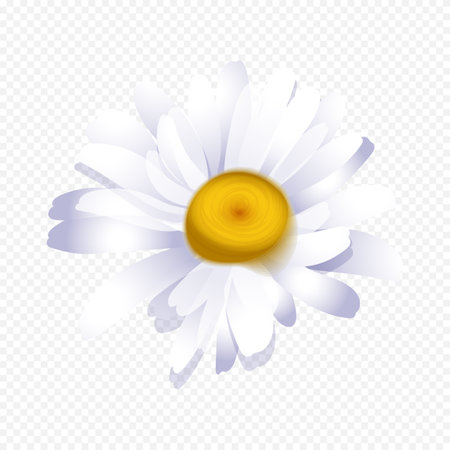 Daisy flower isolated on transparent background. Vector illustration. EPS 10のイラスト素材