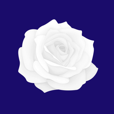 White rose isolated on blue background. Vector illustration. Eps 10.のイラスト素材