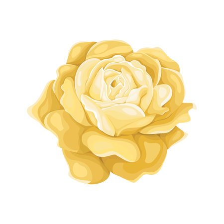 Yellow rose isolated on white background. Vector illustration for your design.のイラスト素材