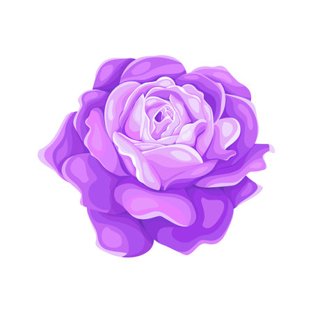 Purple rose flower isolated on a white background. Vector illustration.のイラスト素材
