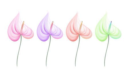 Set of calla lily flowers isolated on white background. Vector illustration.のイラスト素材
