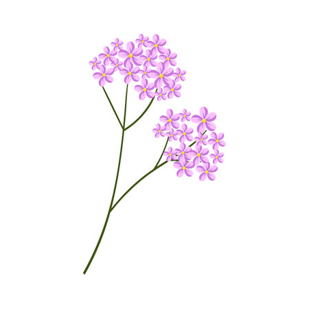 Branch with purple flowers on a white background. Vector illustration.のイラスト素材