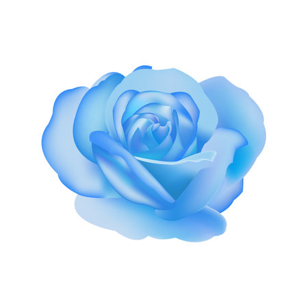 Blue rose isolated on white background. Vector illustration for your design.のイラスト素材