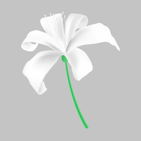 White flower isolated on grey background. Vector illustration. Eps 10.のイラスト素材
