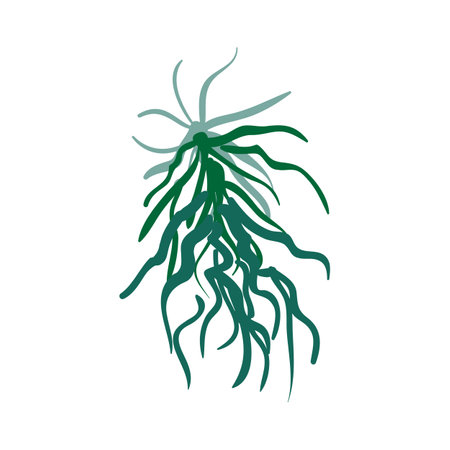 Ginseng icon vector isolated on white background for your web and mobile app designのイラスト素材