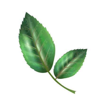 Green rose leaf isolated on white background. Realistic vector illustration.のイラスト素材