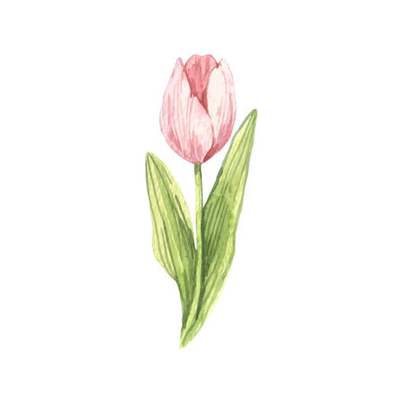 Tulip flower. Hand drawn watercolor illustration isolated on white background.のイラスト素材