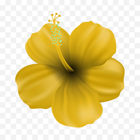 Hibiscus flower. Isolated on transparent background. Vector illustration.のイラスト素材