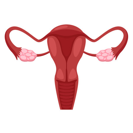 Uterus icon. Cartoon of uterus vector icon for web design isolated on white backgroundのイラスト素材