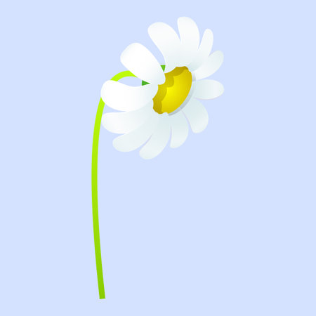 Daisy flower isolated on blue background. Vector illustration in flat style.のイラスト素材