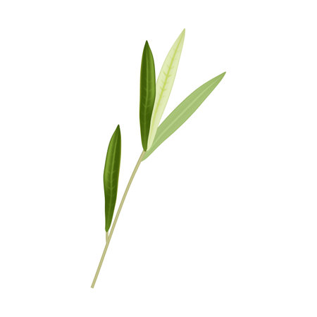 Olive branch with leaves. Vector illustration isolated on white background.のイラスト素材