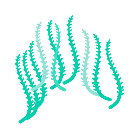 Green seaweed isolated on white background. Vector seaweed illustration.のイラスト素材