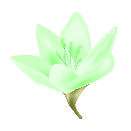 Beautiful green flower on a white background. Vector illustration for your designのイラスト素材