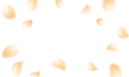 Orange flower petals falling down. Flying petal on white square background. Love, romance concept. Flying petal on white square background. Creative wedding invitation.のイラスト素材