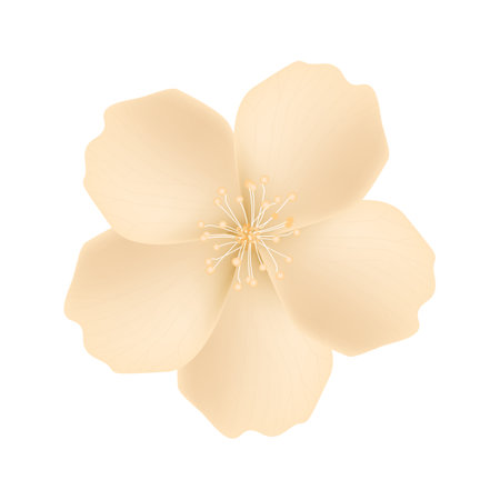 White jasmine flower isolated on white background. Vector illustration.のイラスト素材