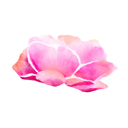 Watercolor rose isolated on white background. Hand drawn vector illustration.のイラスト素材