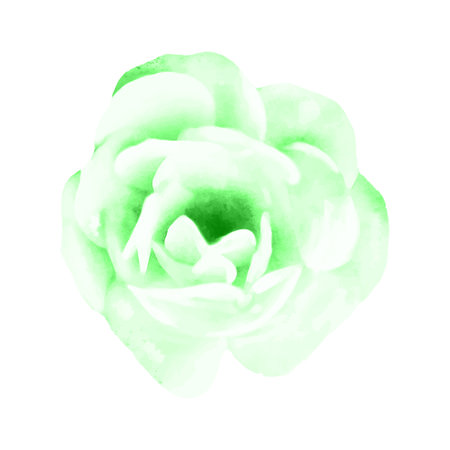 Green watercolor rose. Isolated on white background. Hand drawn illustration.のイラスト素材