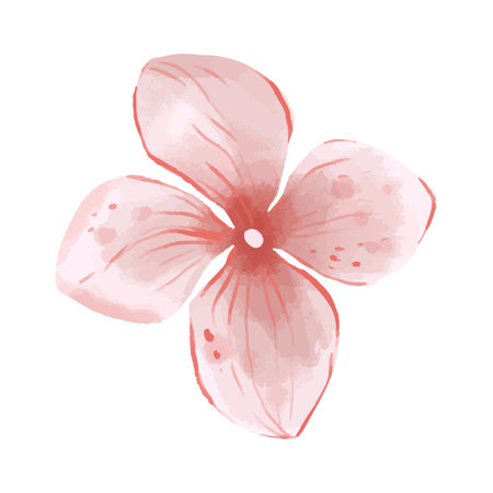 Watercolor vector pink frangipani flower on white background.のイラスト素材