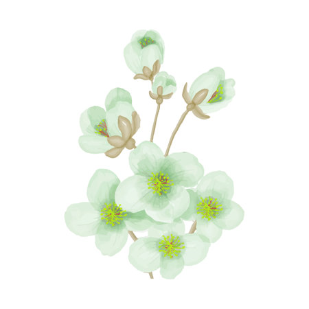 Cherry blossom branch isolated on white background. Vector illustration.のイラスト素材