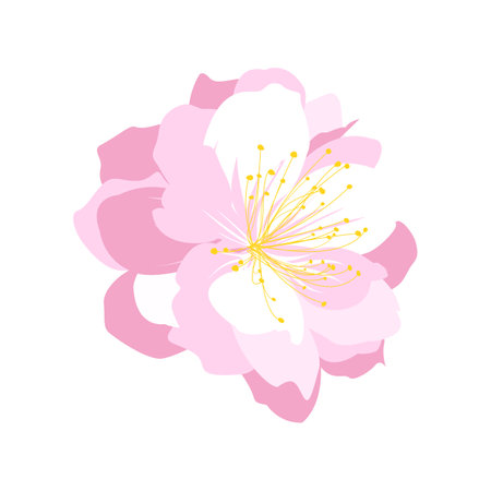 Cherry blossom flower isolated on white background. Vector illustration.のイラスト素材