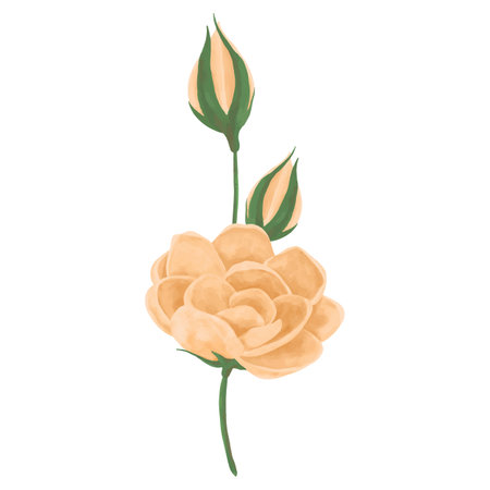 Watercolor yellow rose flower isolated on white background. Vector illustration.のイラスト素材