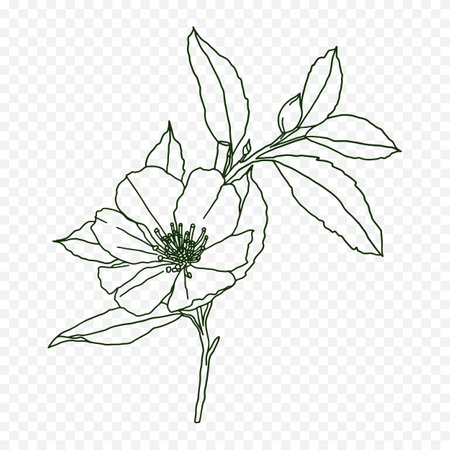 Hand drawn rose flower. Isolated on transparent background. Vector illustration.のイラスト素材