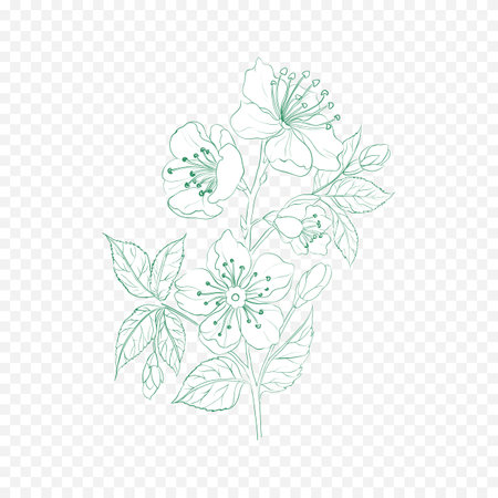 Jasmine branch with flowers and leaves. Hand drawn vector illustration.のイラスト素材