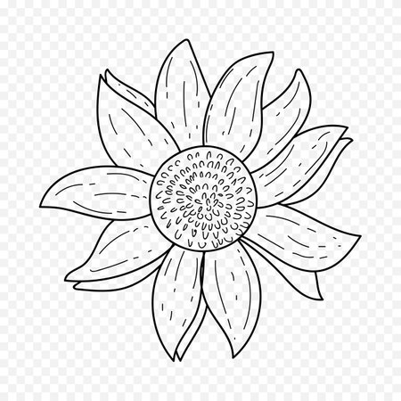 Sunflower. Coloring book for children and adults. Vector illustrationのイラスト素材