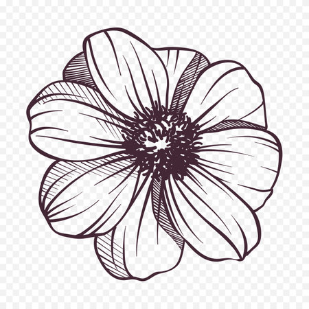 Hand drawn flower. Vector illustration. Isolated on transparent background.のイラスト素材