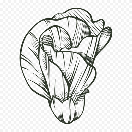 Cabbage hand drawn vector illustration. Isolated on transparent background.のイラスト素材