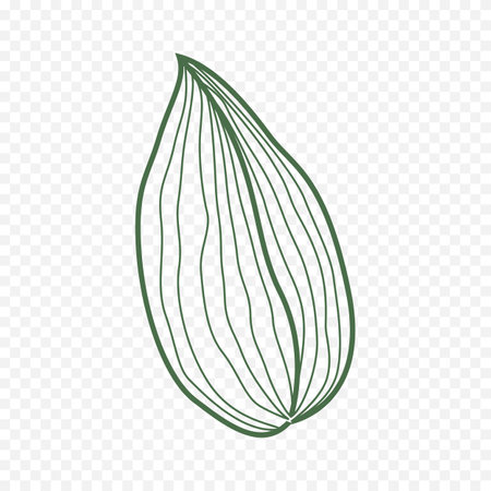 Cardamom. Hand drawn vector illustration. Isolated on transparent background.のイラスト素材