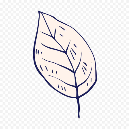 Leaf icon in doodle style isolated on transparent background.のイラスト素材