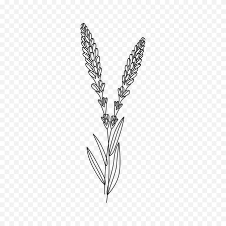 Vector hand drawn illustration of lavender. Isolated on transparent background.のイラスト素材