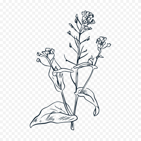 Hand drawn sketch of wildflowers. Vector illustration isolated on transparent background.のイラスト素材