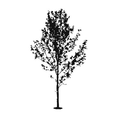 Tree silhouette. Black and white vector illustration isolated on white background.のイラスト素材