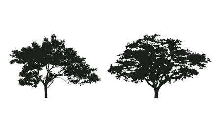 Tree silhouettes isolated on white background. Vector illustration for your designのイラスト素材