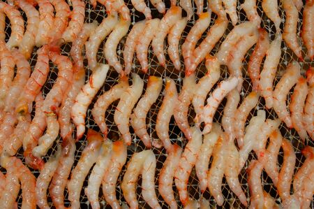 Shrimp Meat の写真素材
