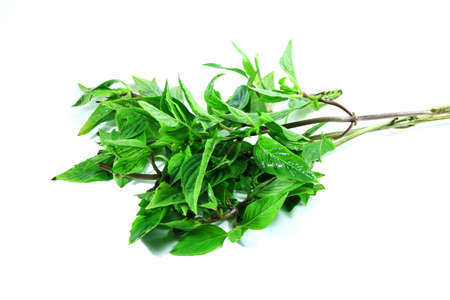 The basil is one herb の写真素材