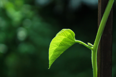 leaf with different shapes and sizes 