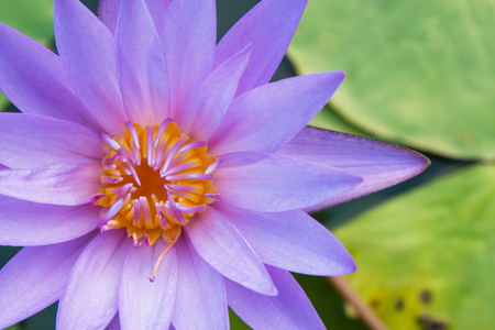 The lotus flower is a purple color の写真素材